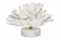 Coral Blanco Mare